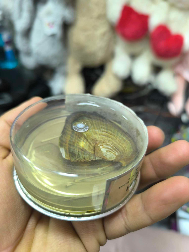 گردنبند مروارید عشق با صدف زنده